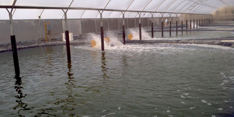 Hiểu đúng về khái niệm vi sinh hầm cầu trong nuôi tôm