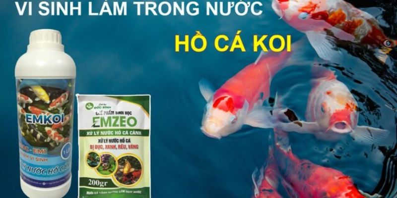 Sử dụng vi sinh làm trong nước hồ cá từ EMZEO 