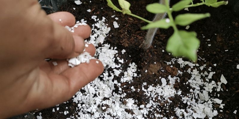 Cách dùng vỏ trứng gà bón cây kết hợp chuối 