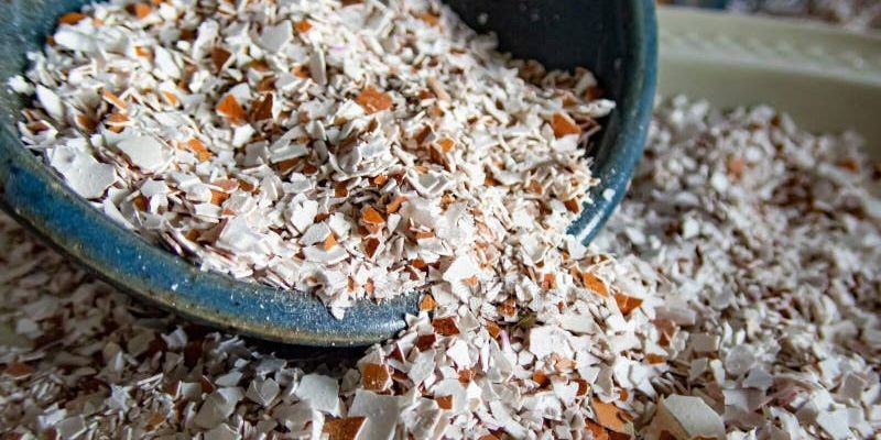 Sử dụng vỏ trứng gà bón cây đem tới nhiều ích lợi 
