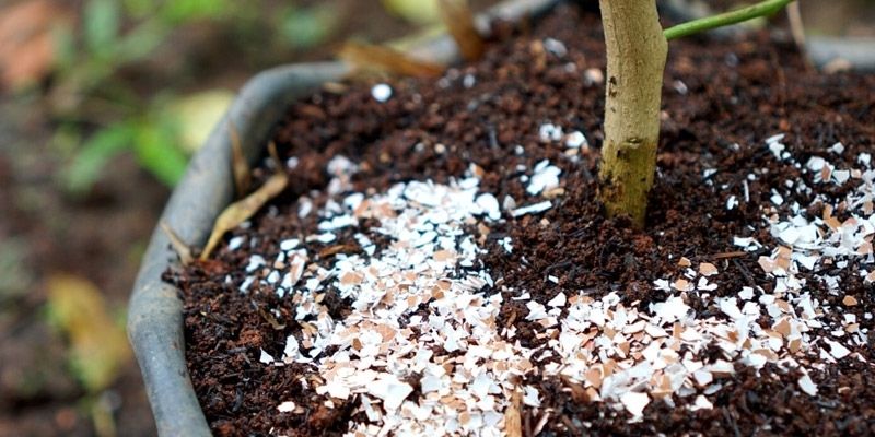Dùng vỏ trứng bón cây cung cấp chất dinh dưỡng 