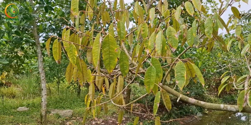 Cây bị vàng lá nếu sử dụng phân bò tươi để bón cây