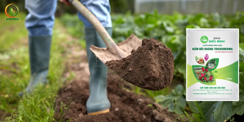 Phân chuồng được ủ bằng nấm Trichoderma