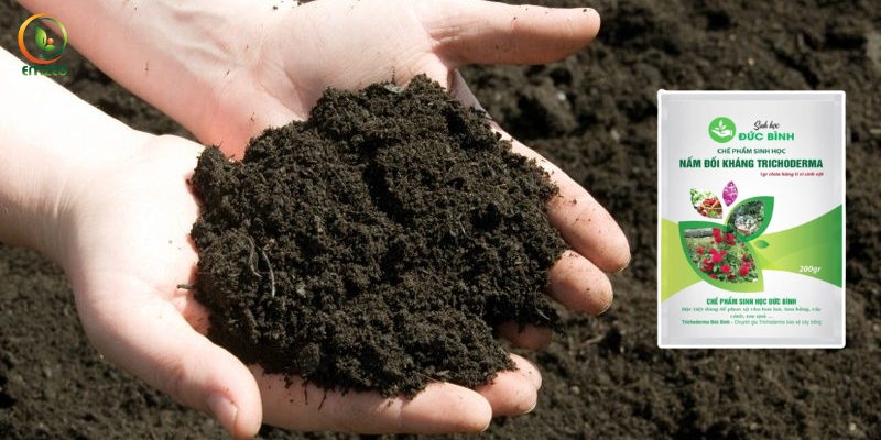 Phân chuồng được ủ với nấm Trichoderma