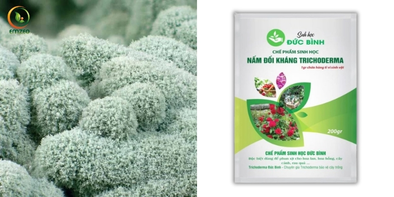 Nấm Trichoderma và chế phẩm sinh học Trichoderma