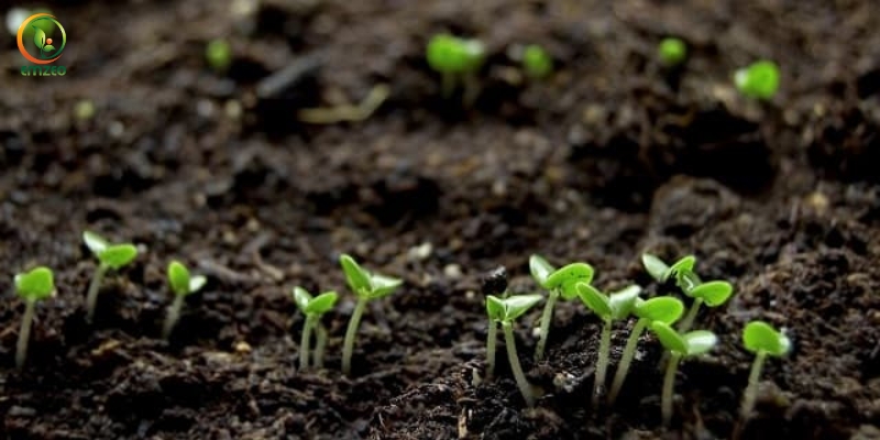 Phân gà ủ với Trichoderma giúp rau màu hấp thụ dinh dưỡng tốt hơn