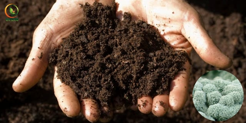 Phân gà ủ với Trichoderma