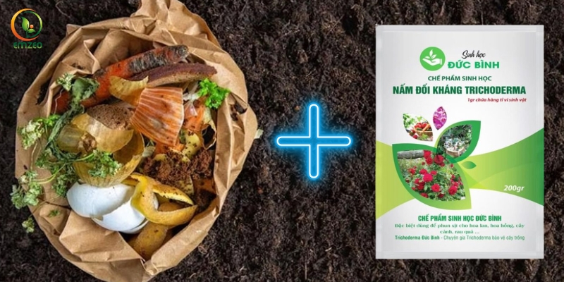 Rác nhà bếp được ủ với nấm Trichoderma