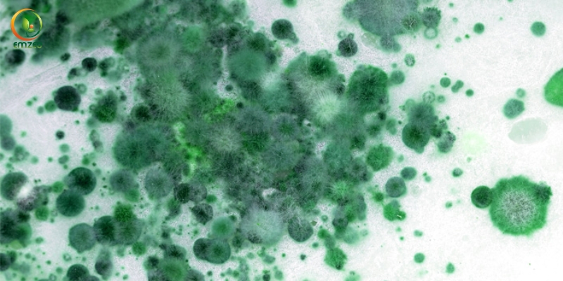 Nấm Trichoderma thường có màu xanh lá cây, xanh rêu hoặc xanh lục đậm khi phát triển mạnh