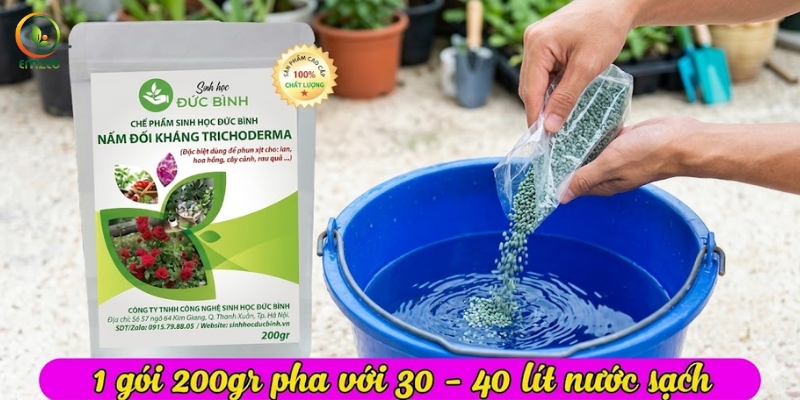Hòa chế phẩm nấm Trichoderma với nước sạch