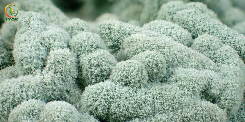 Nấm Trichoderma