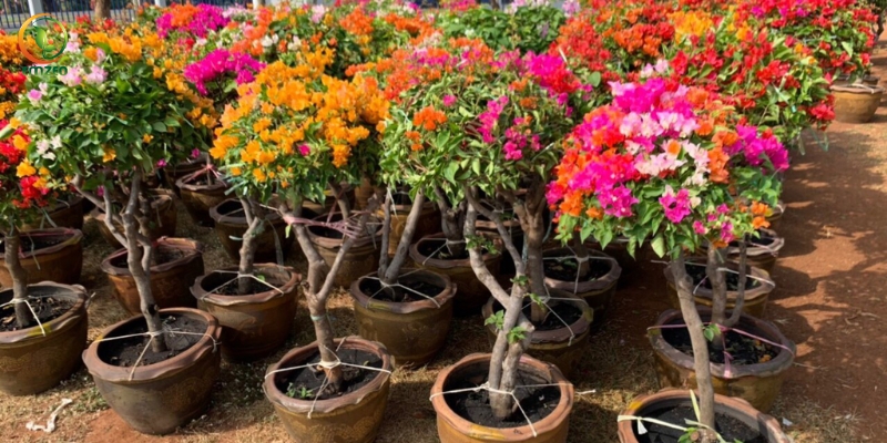 Cây hoa giấy là loại cây thân gỗ dạng dây leo