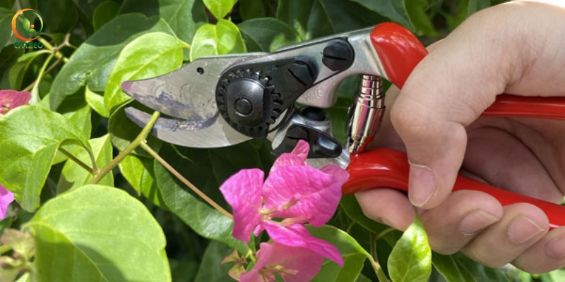 Cắt tỉa cây hoa giấy