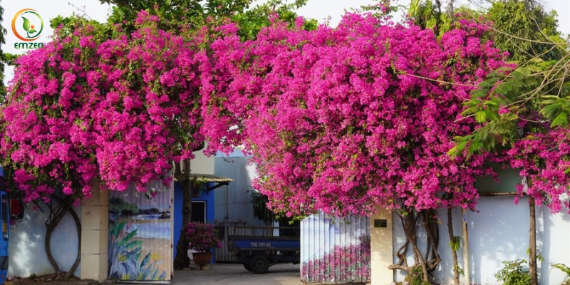 Dàn hoa giấy