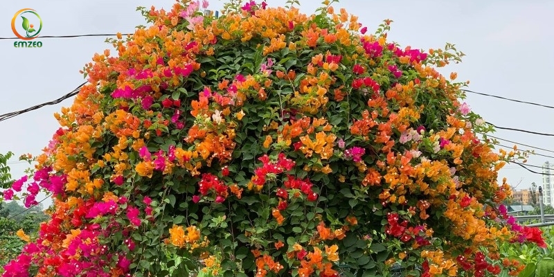 Hoa giấy ngũ sắc có khả năng ra hoa quanh năm