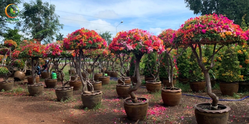 Hoa giấy được trồng ở nơi thông thoáng, có nhiều ánh sáng mặt trời