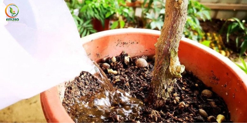Tưới đủ nước cho cây hoa giấy