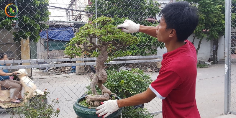 Cắt tỉa và tạo tán cho cây hoa giấy