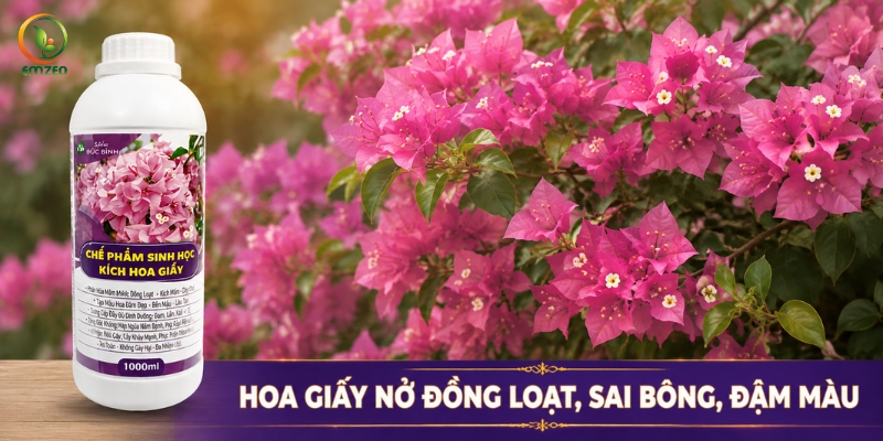 Chế phẩm sinh học kích hoa giấy Đức Bình giúp hoa giấy nở đồng loạt