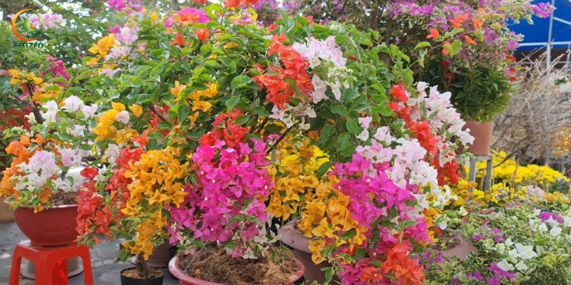 Vườn hoa giấy