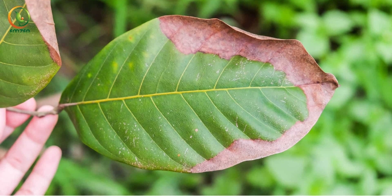 Lá cây bị cháy mép lá