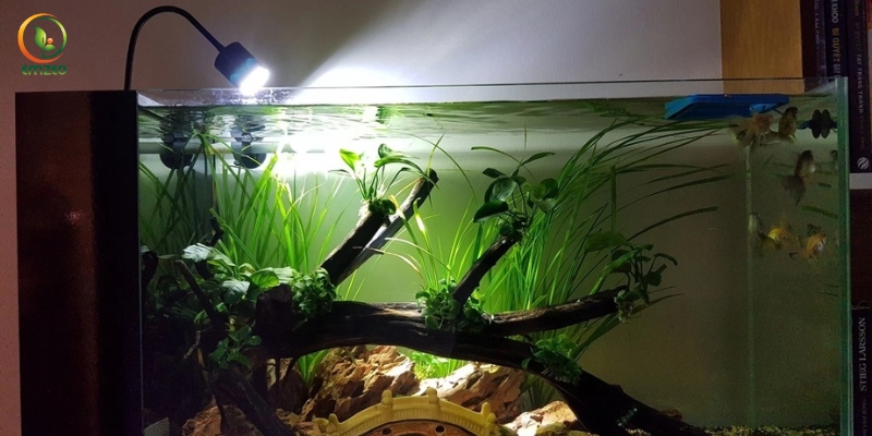 Bể cá được lắp đặt đèn thủy sinh