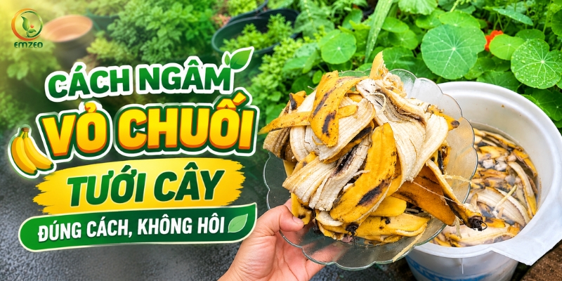 Cách ngâm vỏ chuối tưới cây đúng cách