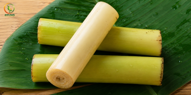 Thân cây chuối chứa nhiều nước