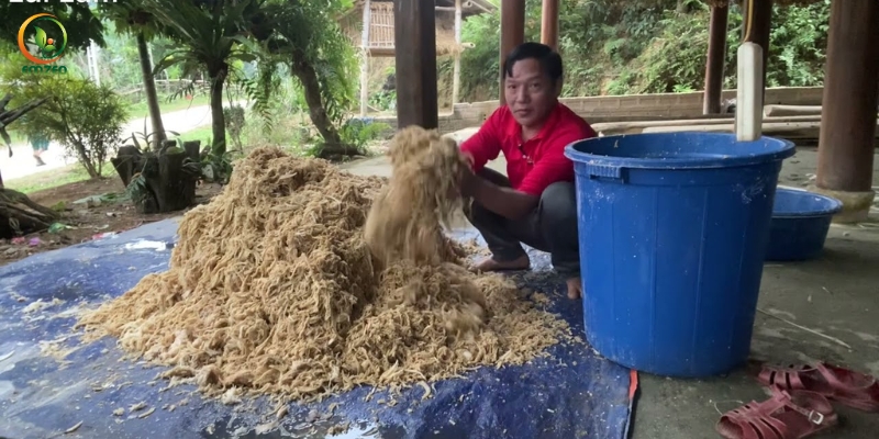 Cách ủ cây chuối cho lợn ăn