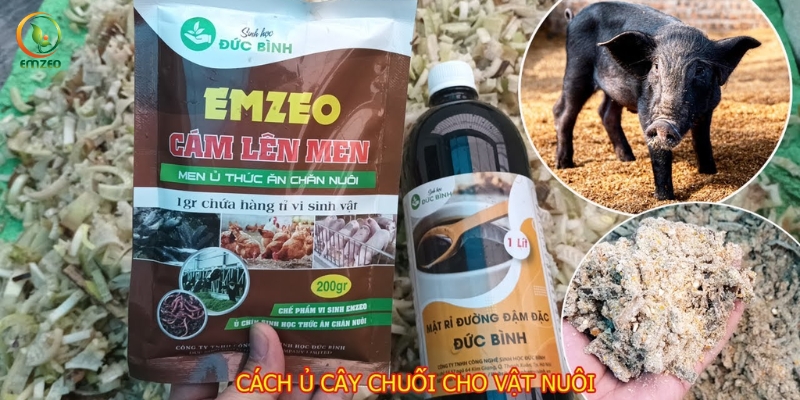 Cách ủ cây chuối cho lợn ăn bằng cám lên men Emzeo