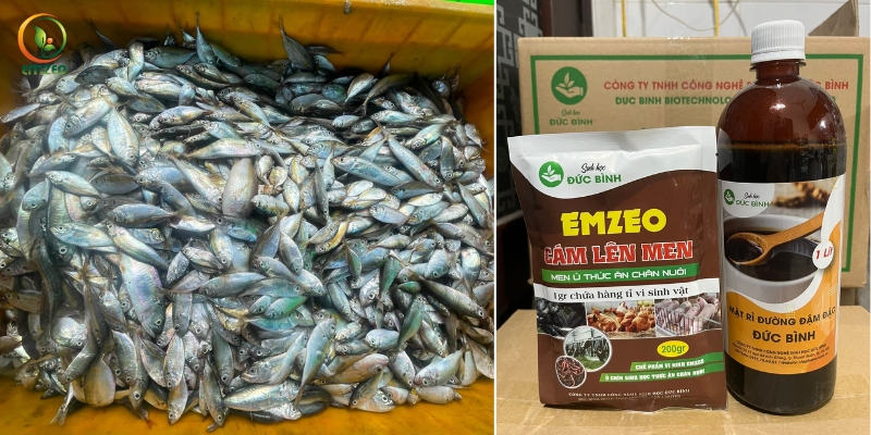 Nguyên liệu làm đạm cá