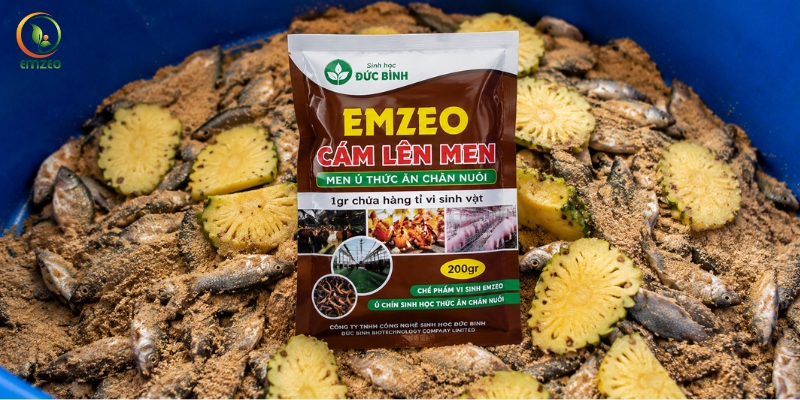 Cách ủ đạm cá làm thức ăn chăn nuôi bằng cám lên men Emzeo