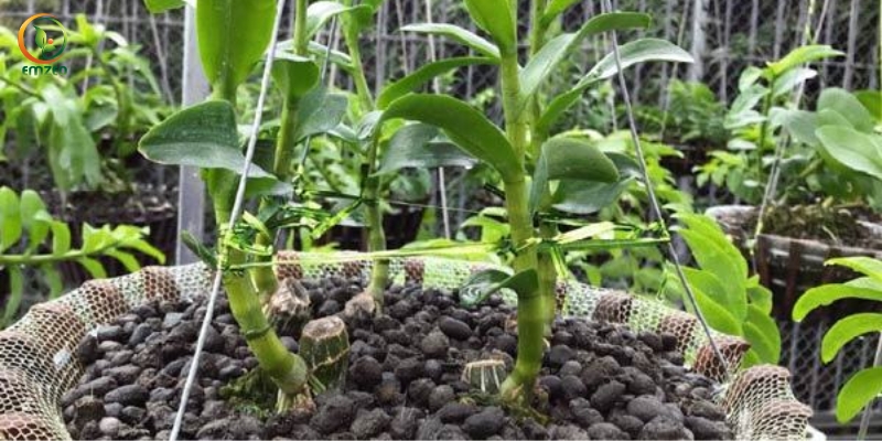 Phân dê chứa nhiều chất hữu cơ nên rất phù hợp để bón cho cây