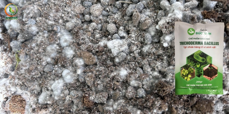 Cách ủ phân dê với nấm đối kháng Trichoderma