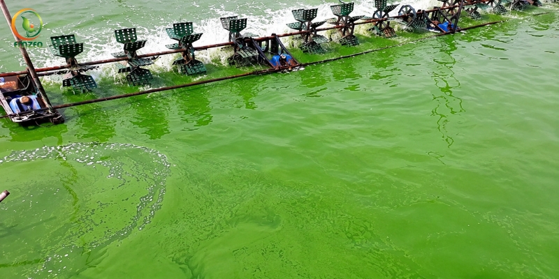 Nước ao nuôi tôm chuyển sang màu xanh đậm