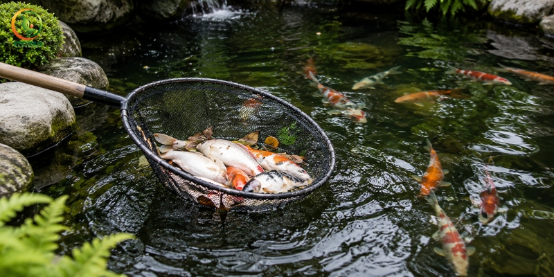 Vớt xác cá và lá cây ra khỏi ao cá cảnh