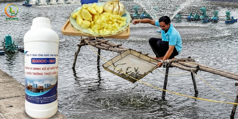 Nuôi tôm bằng chế phẩm EM tỏi