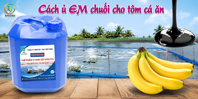 Nuôi tôm bằng chế phẩm EM chuối