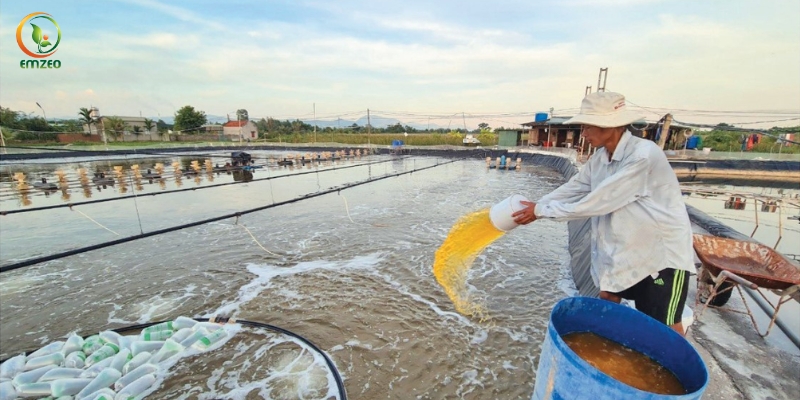 Tạt chế phẩm EM vào ao nuôi tôm
