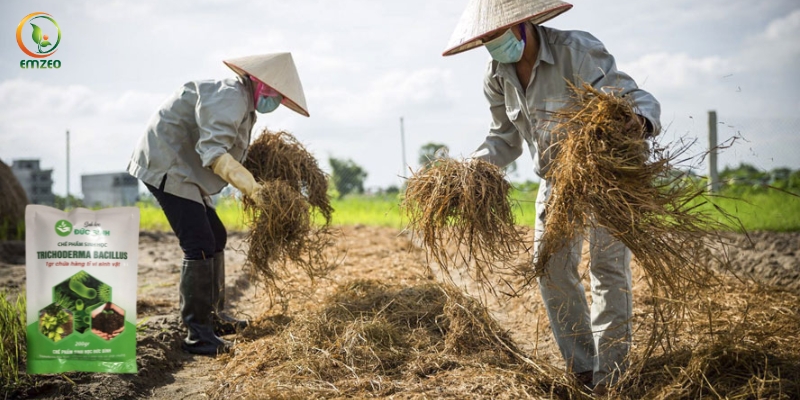 Quy trình xử lý rơm rạ bằng Trichoderma trực tiếp tại ruộng