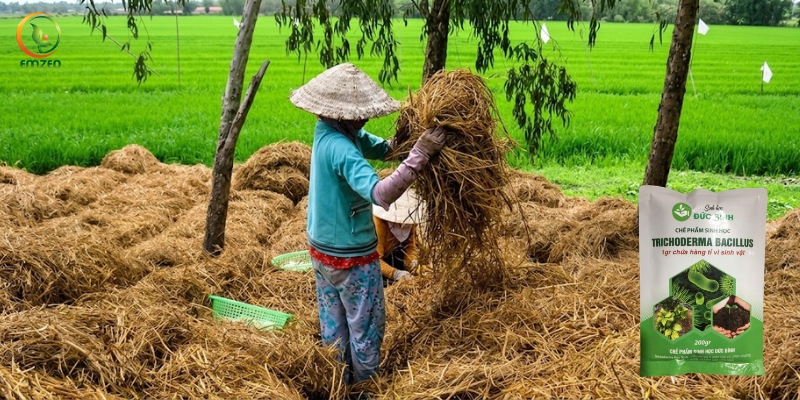 Quy trình xử lý rơm rạ bằng Trichoderma