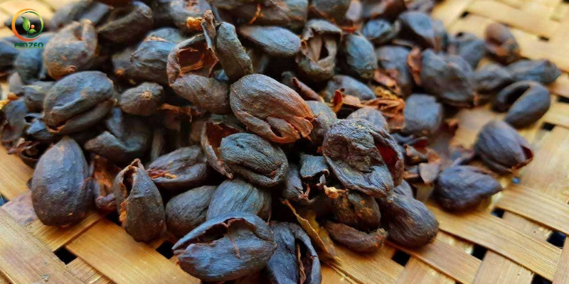 Vỏ cà phê chứa nguồn chất hữu cơ dồi dào